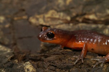 Yüksek kırmızı renkli Güneyli Ensatina eschscholtzii salmaander 'e tamamen siyah gözlü doğal bir yakın plan.