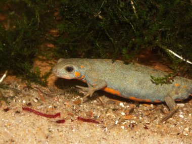 Doğal olarak, soyu tükenmekte olan Chuxiong mavi kuyruklu ateş göbekli Cynops siyanurusunun sıra dışı soluk renkli dişisine yakın çekim.