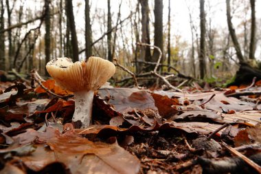 Doğal alçak açı ormanın içinde bir Ochre Brittlegill ya da Common Yellow Russula ochroleuca mantarına yakın çekim