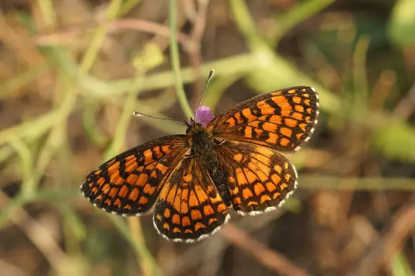 stock image Detailed closeup on a Southern Heath Fritillary butterfly, Melitaea celadussa, with spread wings in a meadow