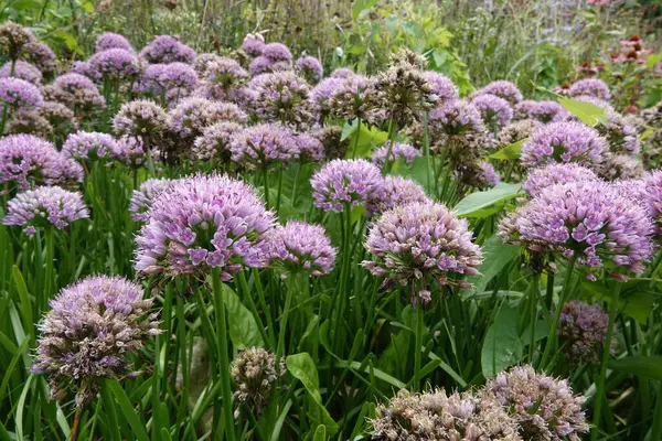 Canlı, mor, çiçek açan soğanlar, Allium 'un bahçedeki çiçek tarhında detaylandırılmış kapanışı.