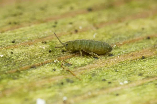 Detailed Closeup Microscopic Small Green Springtail Isotomurus Graminis Sitting Wood Stock Photo
