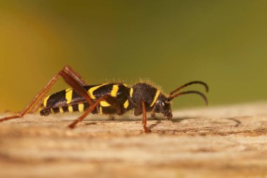 Renkli, zararsız, eşekarısı taklidi yapan uzun boynuzlu böcek Clytus Arietis 'in doğal yakın çekimi. .