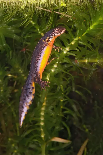 Suyun altında renkli, yetişkin bir erkek alp ağına dikey yakın çekim, Ichthyosaura alpestris