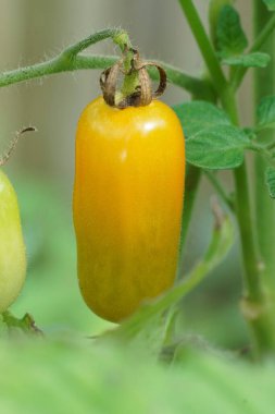 Büyüyen portakallı, yenilebilir domatesin dikey yakın çekimi. Glasshouse 'daki Solanum Lycopersicum