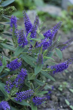 Rengarenk, parlak mavi bir çiçek açan bahçedeki yeşil Hebe Pinguifolia çalısı üzerinde doğal yakın plan.