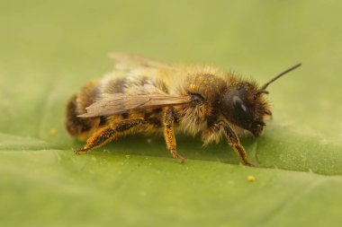 Yeşil bir yaprağın üzerinde oturan yaşlı bir dişi kırmızı mason arı, Osmia bicolor 'un doğal yakın çekimi.