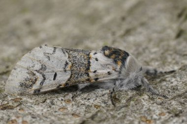 Beyaz solgun kedi güvesinin detaylı görüntüsü, Furcula furcula ahşap üzerinde oturuyor.