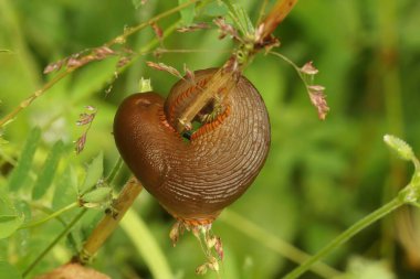 Natural closeup on a curious large red European slug, Arion rufus curled along a twig clipart