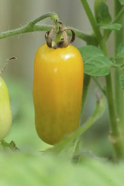 Vertical closeup on a growing elongated orange edible tomato, Solanum lycopersicum in the glasshouse