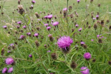 Knapweed yaban çiçeğinin mor çiçeklerinin doğal yakın çekimi, Centaurea jacea