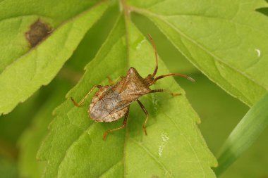Yeşil bir yaprağın üzerinde oturan kahverengi iskele böceği Coreus Marginatus 'un doğal yakın çekimi.