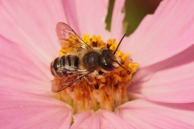 Erkek bir Patchwork yapraklı arıya doğal yakın çekim, pembe bir kozmos bipennatus çiçeğinin üzerindeki Megachile centuncularis.