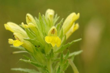 Avrupa 'da çiçek açan sarı bartsia ya da salgı bezi bitkisinin doğal yakın çekimi, ebeveyn viscosa