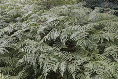 Natural closeup on green foliage of an aggregation of Bracken ferns, Pteridium aquilinum clipart