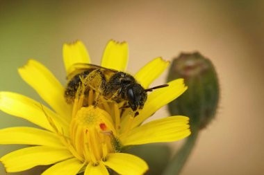 Koyu renkli küçük bir dişi arı üzerinde doğal bir yakın plan, Lasioglossum sarı bir çiçeğin üzerinde oturuyor.