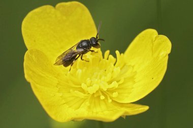 Sarı maskeli küçük arı Hylaeus Communis 'in sarı bir çiçekte oturması doğal bir yakınlaşmadır.