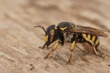 Floransa Woolcarder Arısı Anthidium Florentinum 'un yakın plan çekimleri.