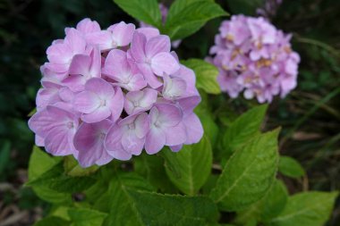 Natural closeup on a colorful purple Mophead Hydrangea macropylla in the garden clipart