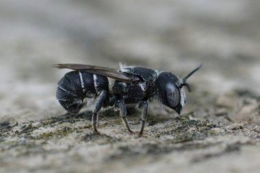 Fransa 'nın Gard kentindeki Heriades Crenulatus adlı zırhlı arı dişi bir Akdeniz arısına yakından çekilmiş.