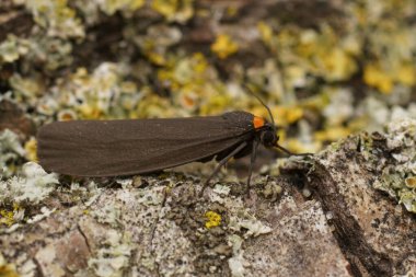 Detailed closeup on the black colored red-necked footman,Atolmis rubricollis sitting on wood clipart