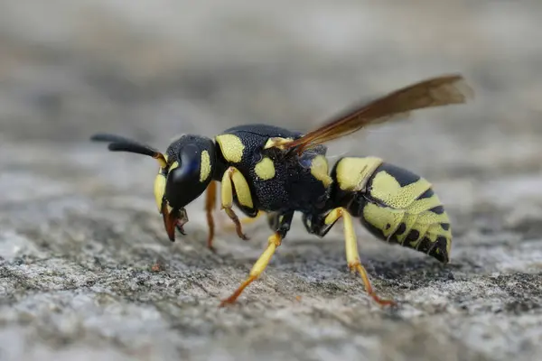 Stock image Detailed closeup on a colorful yellow and black potter wasp, Euodynerus dantici sitting on wood