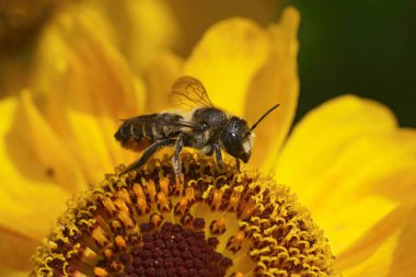 Turuncu bir çiçeğin üzerinde oturan sevimli dişi yaprak kesen arı Megachile 'in doğal görüntüsü.