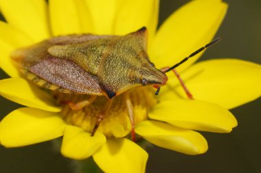 Natural closeup on a colorful Mediterranean shield bug Carpocoris mediterraneus ssp. atlanticus, sitting on a yellow flower clipart