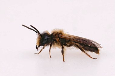 Küçük Sallow minng arı, Andrena praecox 'un beyaz bir kara toprağa karşı kıllı erkeğinin detaylı görüntüsü.