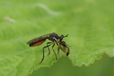 Çizgili bacaklı bir soyguncunun detaylı yakın çekimi. Sinek, Dioctria hyalipennis ve av.
