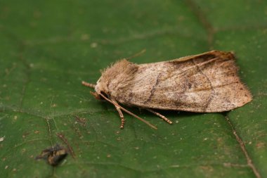 Açık kahverengi baykuş güvesi Cosmia Trapezina 'nın ahşap üzerinde oturduğu yerde detaylı olarak çekilmiş.