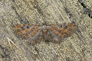 Natural closeup on a well camouflaged Tawny Speckled Pug , Eupithecia icterata sitting with spread wings on wood clipart