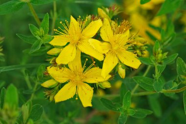 Aziz John Wort, Hypericum Performans, tarladaki kır çiçeği deliğinden üç parlak sarı çiçeğe doğal olarak yakın çekim.