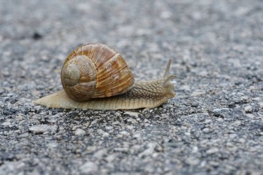 Yenilebilir bir Burgundy salyangozu ya da salyangoz, Helix pomatia, Avusturya Alpleri 'ndeki yolu kapatıyordu.