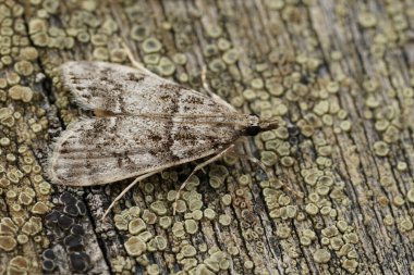 Soluk renkli güve, küçük gri, Eudonia lacustrata, ahşap üzerinde oturan ayrıntılı yakın plan