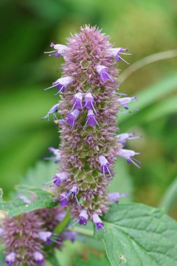 Agastache Rugosa 'nın mor çiçeğine doğal dikey klonlama, Kore nanesi