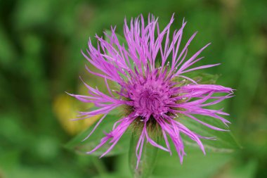 Wig Knapweed, Centaurea phrygia 'nın renkli pembe çiçeğinin doğal detaylı görüntüsü.