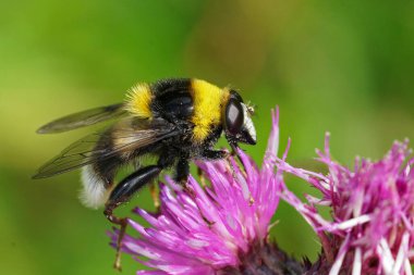 Mor bir devedikeni çiçeğinden beslenen Sericomyia bombiforis uçan sineğinin doğal renkli görüntüsü.