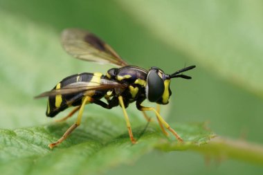 Renkli bir Spearhorn uçan sineğinin doğal yakın çekimi, yeşil bir yaprağın üzerinde oturan bicinctum.