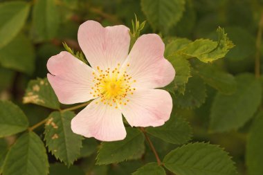 Parlak beyaz çiçeğin doğal yakın çekimi, Rosa Rubiginosa
