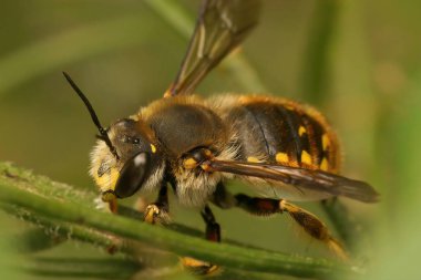 Avrupa Woolcarder arısı Anthidium manikatumuna doğal olarak yakın plan.