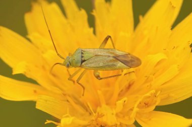 Yeşil bir Miridae bitkisine doğal olarak yakın plan, Closterotomus Norwegicus sarı bir çiçekte oturuyor.