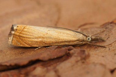 Avrupa çimen güvesi, Chrysoteuchia culmella 'nın detaylı görüntüsü