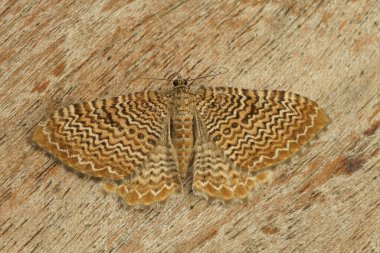 Natural closeup on the colorful European Scallop Shell geomter moth, Hydria undulata with spread wings clipart
