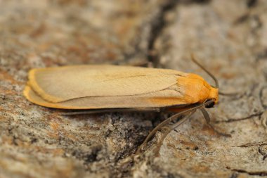 Natural closeup on a the buff footman moth, ilema depressa sitting on wood clipart