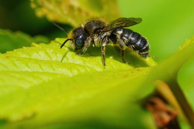 Omurgalı, yıpranmış yaşlı erkek mason arı Osmia spinulosa yeşil yapraklı yalnız arı doğal yakın çekim makro çekim