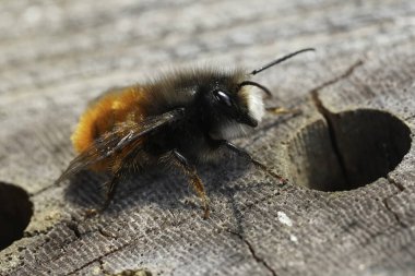 Avrupa boynuzlu erkek bir duvarcı arı, Osmia Cornuta, arı otelinde güneşleniyor.