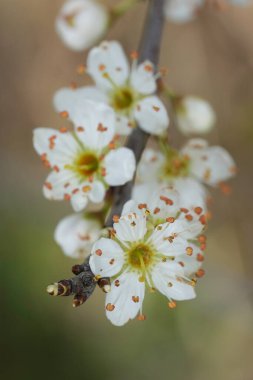 Beyaz filizlenen siyah dikenli çalıların doğal yakın çekimi, Prunus spinosa