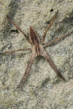 Detailed vertical closeup on a Nursery web spider, Pisaura mirabilis clipart