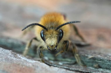 Detailed frontal closeup on a hairy male of the Early Cellophane Bee, Colletes cunicularius sitting on wood clipart
